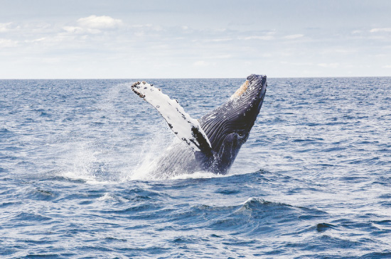 Whales off Kings Beach